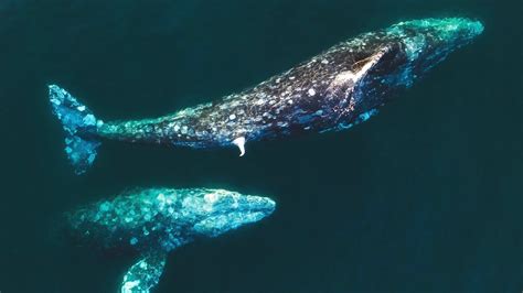 Two Male Gray Whales Exhibit Possible Mating Behavior YouTube