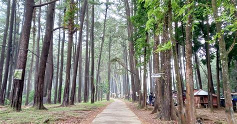 Hutan Pinus Jepara Homecare24
