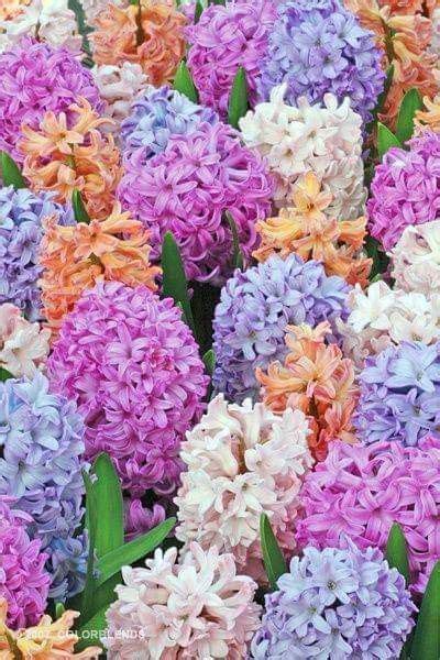 Pin By Becky Cagwin On Color Multicolored Hyacinth Flowers
