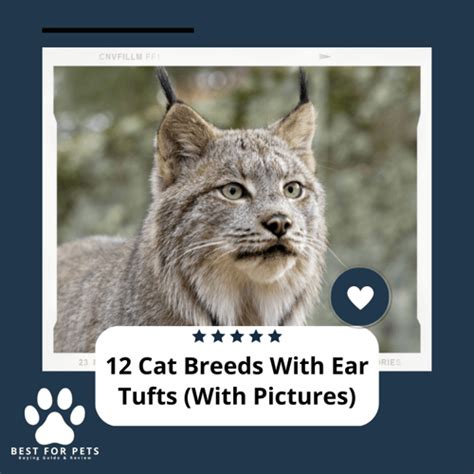 Cat Breeds With Ear Tufts With Pictures
