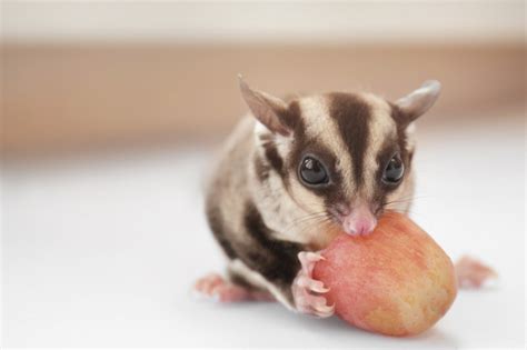 There are a variety of color variations and characteristics that can be selectively when breeding sugar gliders with the mosaic gene, it is important to know some information about the lines you are, or plan to breed. A Complete List of Foods Sugar Gliders Can Eat (And What ...