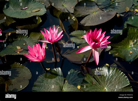 Red Water Lily In Bangladesh Stock Photo Alamy