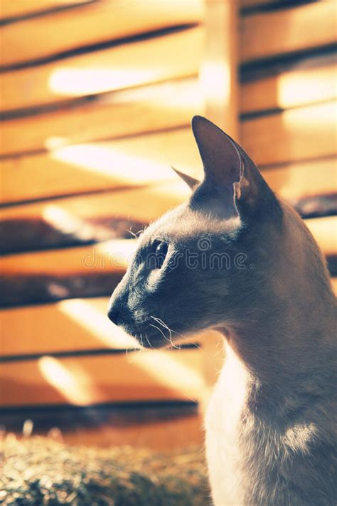 Peterbald Cat Hayloft Stock Photos Free Royalty Free Stock Photos From Dreamstime