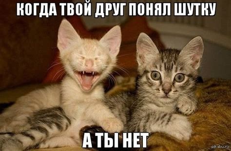 Смешные картинки котят с надписями 35 фото • Прикольные картинки и юмор