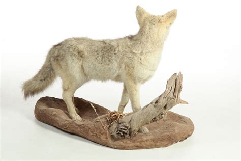 Coyote Full Body Taxidermy Mount