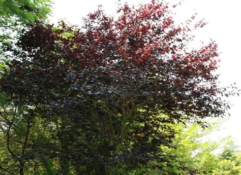 13 Cheap Fast Growing Privacy Trees For Your Yard