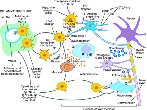 Immune Therapy For Autoimmune Diseases Science