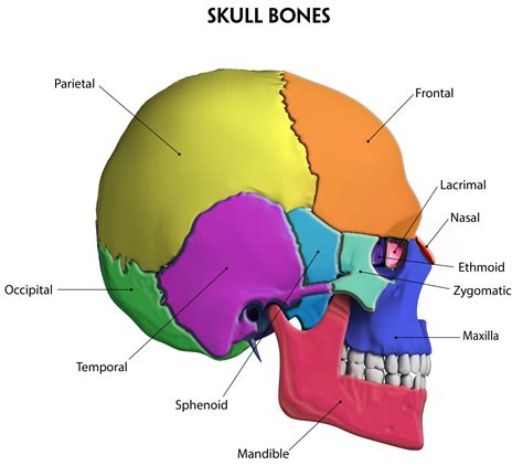 Cranial Bone Diagram