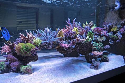 Click This Image To Show The Full Size Version Reef Tank Aquascaping