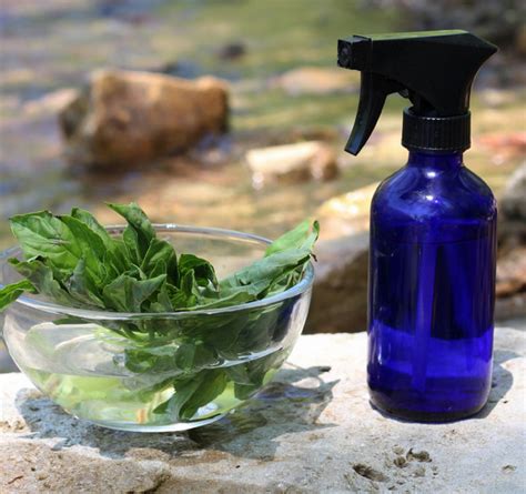 15 Natural Mosquito Repellent Plants Homesteading Home Remedies