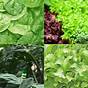 Garden Plant Identification By Leaf