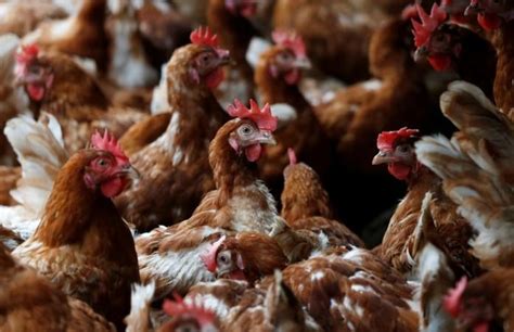 Bird Flu Everything You Need To Know About The Fatal Disease Called
