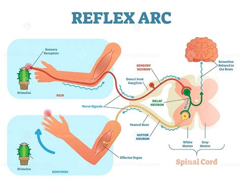 Spinal Reflex Arc Anatomical Scheme Vector Illustration Vectormine