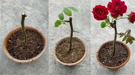 Grow Roses From Cuttings Youtube