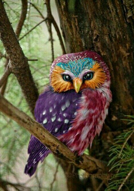 So Colourful Saw Whet Owl Owl Pictures Owl