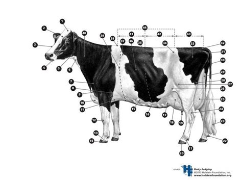 Parts Of A Dairy Cow Diagram Quizlet