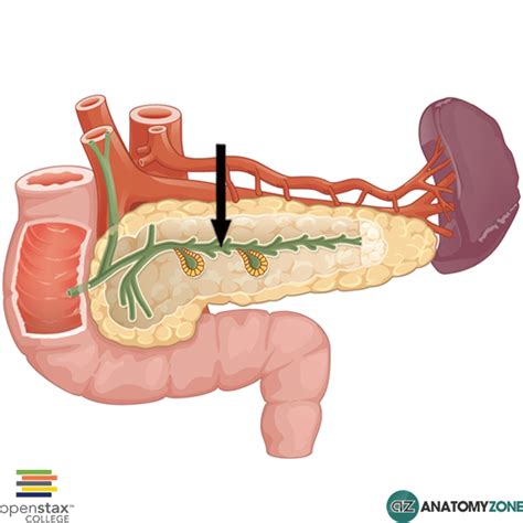 Pancreatic Duct Anatomy Radiology