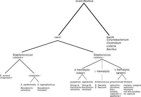 Gram Positive Bacteria Wikem