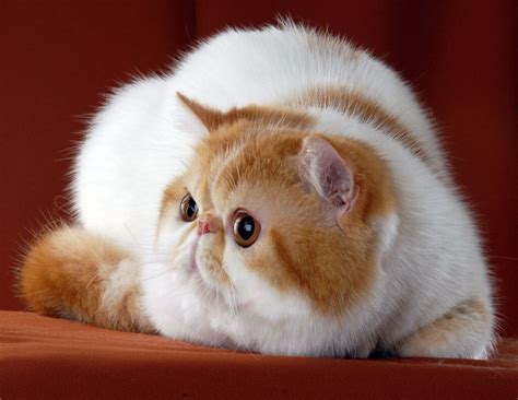 Exotic Shorthair Cat Snoopy