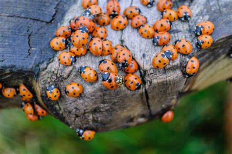Ladybugs Stock Photos Pictures And Royalty Free Images Istock