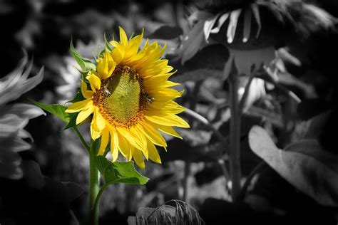 3085947 Background Beauty Flower Flower Gold Sun Health Oil