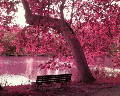 Download Beautiful Pink Wallpaper By Cynthiab3 Beautiful Pink