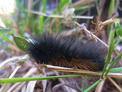 Hairy Centipede Flickr Photo Sharing