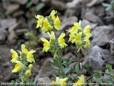 Fiori gialli spontanei inverno : Sentiero dei Fiori Alpe Arera Zambla Valle Serina Oltre il ...