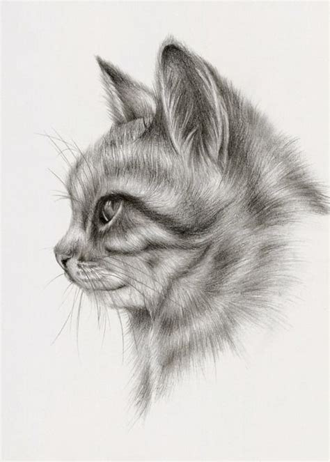 Gatos Dibujados A Lapiz Imagui Animales Dibujados A Lapiz Dibujos De