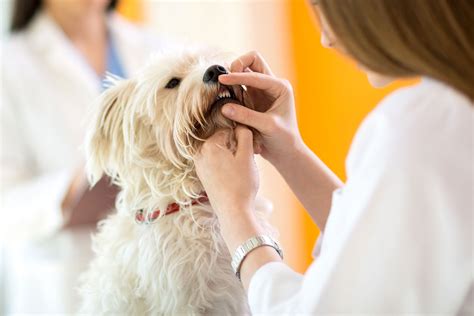 Oral Disease In Dogs Symptoms Causes Diagnosis Treatment Recovery