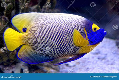 Angelfish 7 De Blueface Foto De Archivo Imagen De Especie 6454838