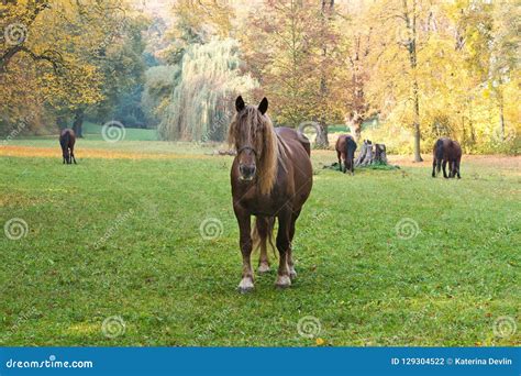 Horses Grazing On The Meadow Stock Photo Image Of Autumn Eating