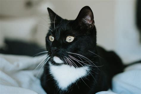 052023 Tuxedo Cats Facts Details And Breed Guide