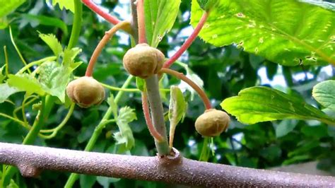How to grow kiwi fruit tree. Kiwi Fruit Growing - YouTube