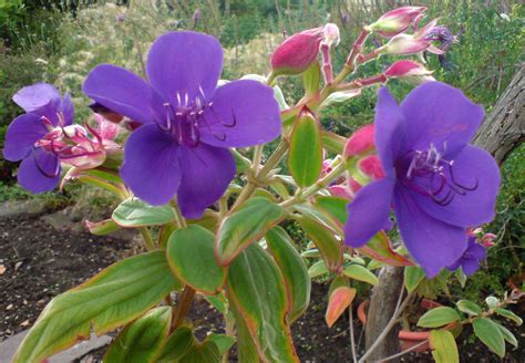 Tibouchina | Flowering bushes, Flowering shade plants, Purple flowering bush