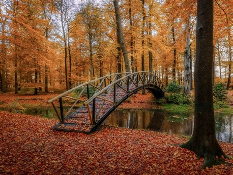 Bridge Between River Surrounded By Trees With Leaves On Ground 4k
