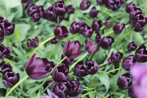Dark Purple Tulips Stock Photo Image Of Nature Petals 102433774
