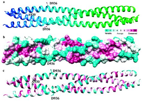 Ribbon Structure And Conservation Of Sars Cov 2 Hr1 Domain A Ribbon