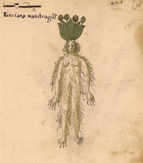 Weird Medieval Guys On Twitter Plant Gf Italy 15th Century