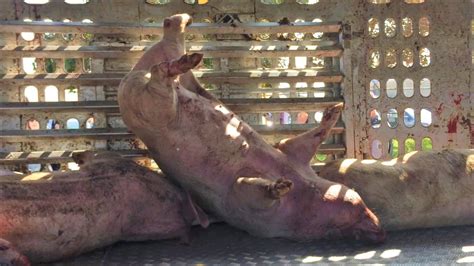 Dozens Of Pigs Killed In Crash As Pig Defender Goes On Trial Peta