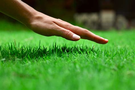 When it comes to pest control, who is financially responsible? Rust: The Orange Stuff on Your Lawn | Tomlinson Bomberger
