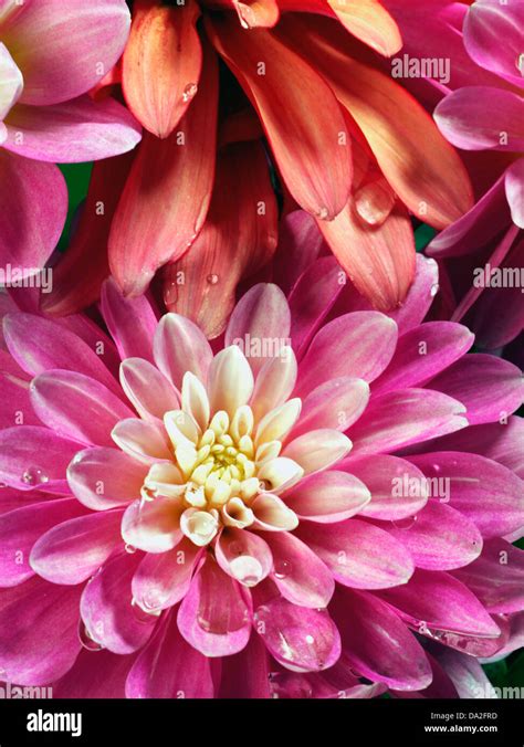 Delilah Flowers Hi Res Stock Photography And Images Alamy