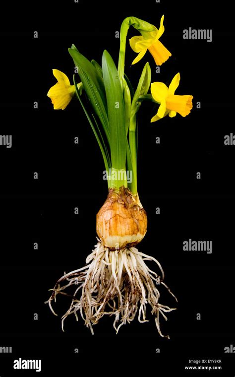 Daffodil Narcissus Spec Bulbous With Roots And Flowers Stock Photo