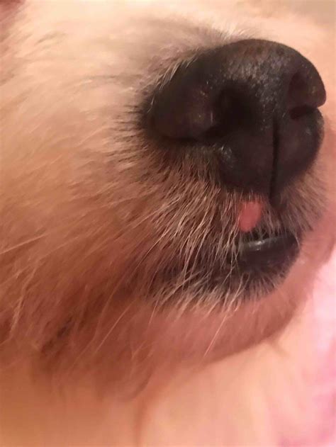 Why Is My Dogs Nose Turning Pink Dosna