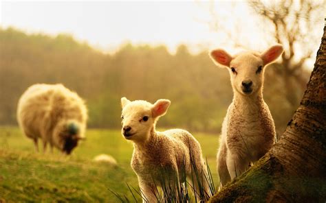 Cute Animals In Spring Wallpapers Wallpaper Cave