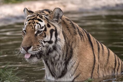 sibirischer tiger foto and bild nature natur portrait bilder auf fotocommunity
