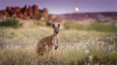 Kangaroo Australia Morning Background Wallpapers Animal Desktop