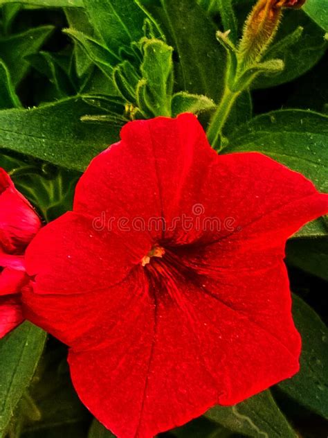 Red Color Beautiful Flower Only For You Stock Image Image Of Flower
