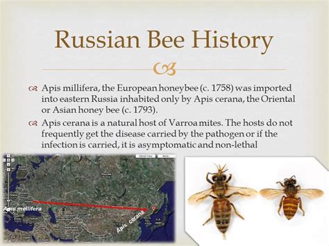 Russian Honeybees Available Hard Orgasm