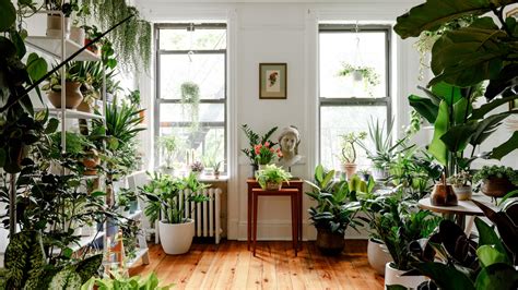 Indoor Plants Liven Up These 6 Homes Architectural Digest